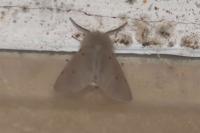Diaphora mendica