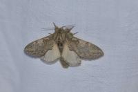 Peridea anceps