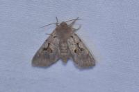 Orthosia gothica