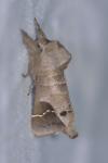 Clostera anachoreta