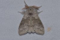 Calliteara pudibunda