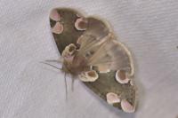 Thyatira batis