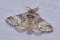 Drymonia dodonaea