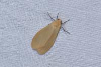 Wittia sororcula