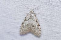 Nola confusalis