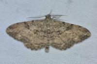 Peribatodes rhomboidaria