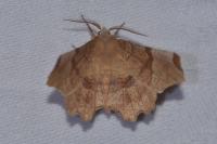 Selenia lunularia