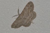 Hypomecis punctinalis