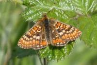 Euphydryas aurinia