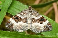 Epirrhoe alternata
