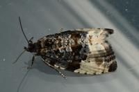 Hedya pruniana