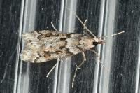 Eudonia angustea