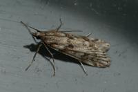 Eudonia angustea