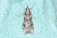 Eudonia angustea