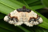 Ligdia adustata