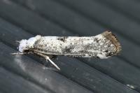 Paraswammerdamia albicapitella