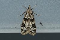 Eudonia delunella