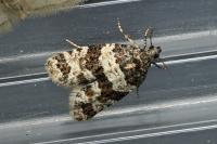 Isotrias rectifasciana