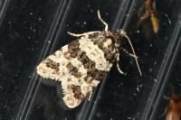 Isotrias rectifasciana