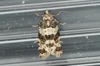 Isotrias rectifasciana