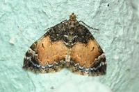 Dysstroma truncata