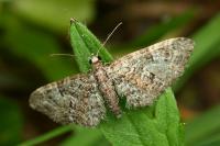 Eupithecia dodoneata