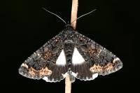 Catephia alchymista