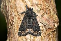 Catephia alchymista