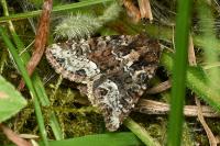 Oligia