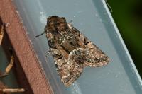 Oligia