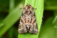 Oligia