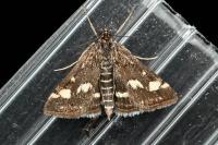 Pyrausta purpuralis