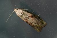 Aphomia sociella