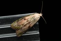 Aphomia sociella