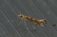 Plutella xylostella