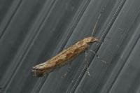 Plutella xylostella