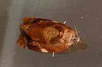 Ditula angustiorana