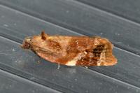 Ditula angustiorana