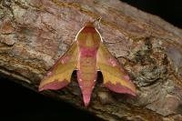 Deilephila porcellus