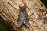Notodonta dromedarius
