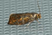 Ptycholoma lecheana