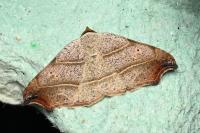 Laspeyria flexula