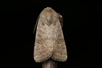 Hoplodrina ambigua