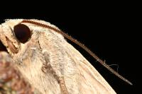Hoplodrina ambigua