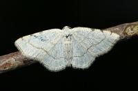 Stegania trimaculata
