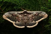 Saturnia pyri