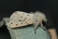 Spilosoma lubricipeda