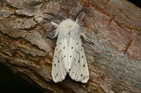 Spilosoma lubricipeda