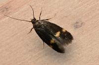 Borkhausenia minutella
