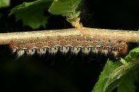 Lasiocampa quercus